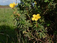 Dasiphora fruticosa 6, Struikganzerik, Saxifraga-Ed Stikvoort