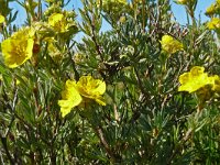 Dasiphora fruticosa 7, Struikganzerik, Saxifraga-Hans Grotenhuis