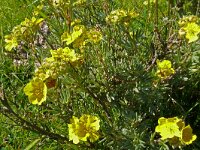 Dasiphora fruticosa 8, Struikganzerik, Saxifraga-Hans Grotenhuis