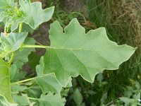 Datura ferox 2, Saxifraga-Rutger Barendse