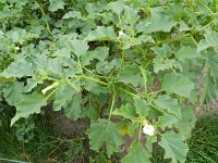 Datura ferox 3, Saxifraga-Rutger Barendse