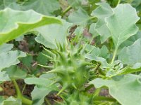 Datura ferox 4, Saxifraga-Rutger Barendse