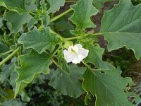 Datura ferox 5, Saxifraga-Rutger Barendse