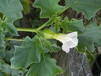 Datura ferox 6, Saxifraga-Rutger Barendse