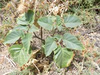 Datura innoxia 7, Saxifraga-Rutger Barendse