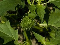 Datura stramonium 11, Doornappel, Saxifraga-Jan van der Straaten