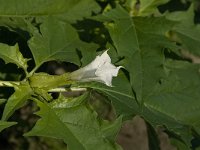 Datura stramonium 12, Doornappel, Saxifraga-Jan van der Straaten