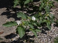 Datura stramonium 13, Doornappel, Saxifraga-Peter Meininger