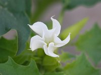 Datura stramonium 18, Doornappel, Saxifraga-Bart Vastenhouw