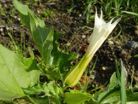 Datura stramonium 19, Doornappel, Saxifraga-Rutger Barendse