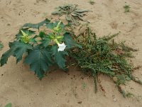 Datura stramonium 2, Doornappel, Saxifraga-Piet Zomerdijk