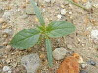 Datura stramonium 20, Doornappel, Saxifraga-Rutger Barendse