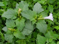 Datura stramonium 24, Doornappel, Saxifraga-Rutger Barendse