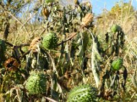 Datura stramonium 25, Doornappel, Saxifraga-Rutger Barendse