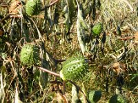 Datura stramonium 26, Doornappel, Saxifraga-Rutger Barendse