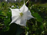 Datura stramonium 27, Doornappel, Saxifraga-Rutger Barendse