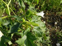 Datura stramonium 28, Doornappel, Saxifraga-Rutger Barendse