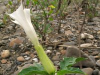 Datura stramonium 3, Doornappel, Saxifraga-Rutger Barendse