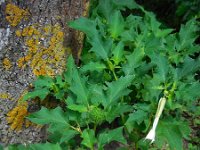 Datura stramonium 30, Doornappel, Saxifraga-Ed Stikvoort