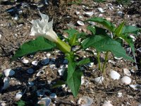 Datura stramonium 31, Doornappel, Saxifraga-Ed Stikvoort