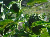 Datura stramonium 32, Doornappel, Saxifraga-Ed Stikvoort