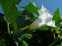 Datura stramonium 33, Doornappel, Saxifraga-Ed Stikvoort