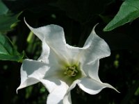 Datura stramonium 34, Doornappel, Saxifraga-Ed Stikvoort