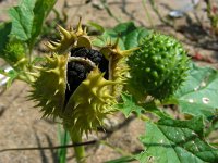 Datura stramonium 35, Doornappel, Saxifraga-Ed Stikvoort