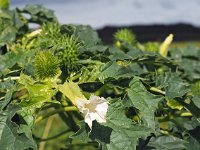 Datura stramonium 37, Doornappel, Saxifraga-Hans Dekker