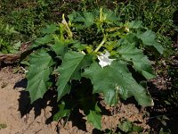 Datura stramonium 41, Doornappel, Saxifraga-Ed Stikvoort