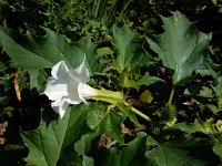 Datura stramonium 42, Doornappel, Saxifraga-Ed Stikvoort