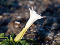 Datura stramonium 44, Doornappel, Saxifraga-Bart Vastenhouw