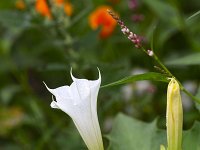 Datura stramonium 48, Doornappel, Saxifraga-Roel Meijer.