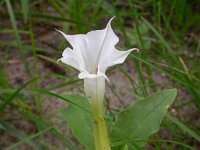 Datura stramonium 5, Doornappel, Saxifraga-Peter Meininger