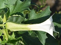 Datura stramonium 52, Doornappel, Saxifraga-Sonja Bouwman