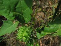 Datura stramonium 6, Doornappel, Saxifraga-Rutger Barendse