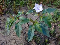 Datura stramonium var tatula 50, Doornappel var tatula, Saxifraga-Ed Stikvoort