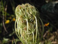 Daucus carota 10, Peen, Saxifraga-Jasenka Topic