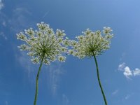 Daucus carota 11, Peen, Saxifraga-Mark Zekhuis