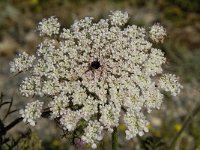 Daucus carota 12, Peen, Saxifraga-Willem van Kruijsbergen