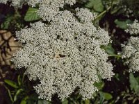 Daucus carota 14, Peen, Saxifraga-Willem van Kruijsbergen