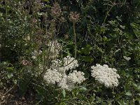 Daucus carota 15, Peen, Saxifraga-Willem van Kruijsbergen