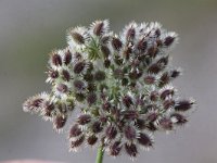 Daucus carota 16, Peen, Saxifraga-Peter Meininger