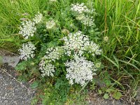 Daucus carota 18, Peen, Saxifraga-Rutger Barendse