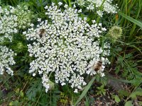 Daucus carota 19, Peen, Saxifraga-Rutger Barendse