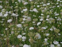 Daucus carota 20, Peen, Saxifraga-Ed Stikvoort