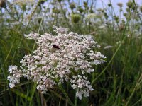 Daucus carota 21, Peen, Saxifraga-Ed Stikvoort