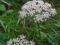 Daucus carota 22, Peen, Saxifraga-Ed Stikvoort