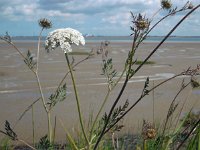 Daucus carota 23, Peen, Saxifraga-Ed Stikvoort