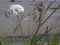 Daucus carota 26, Peen, Saxifraga-Ed Stikvoort